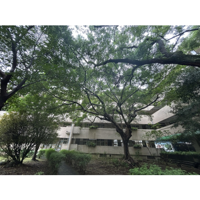 樹木也會說話？學會看懂這幾招，當大樹的守護者！