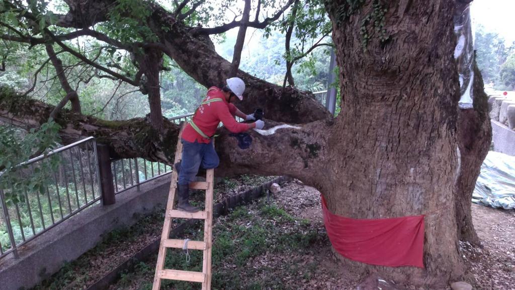 樹木外科手術封填與保護處理照片