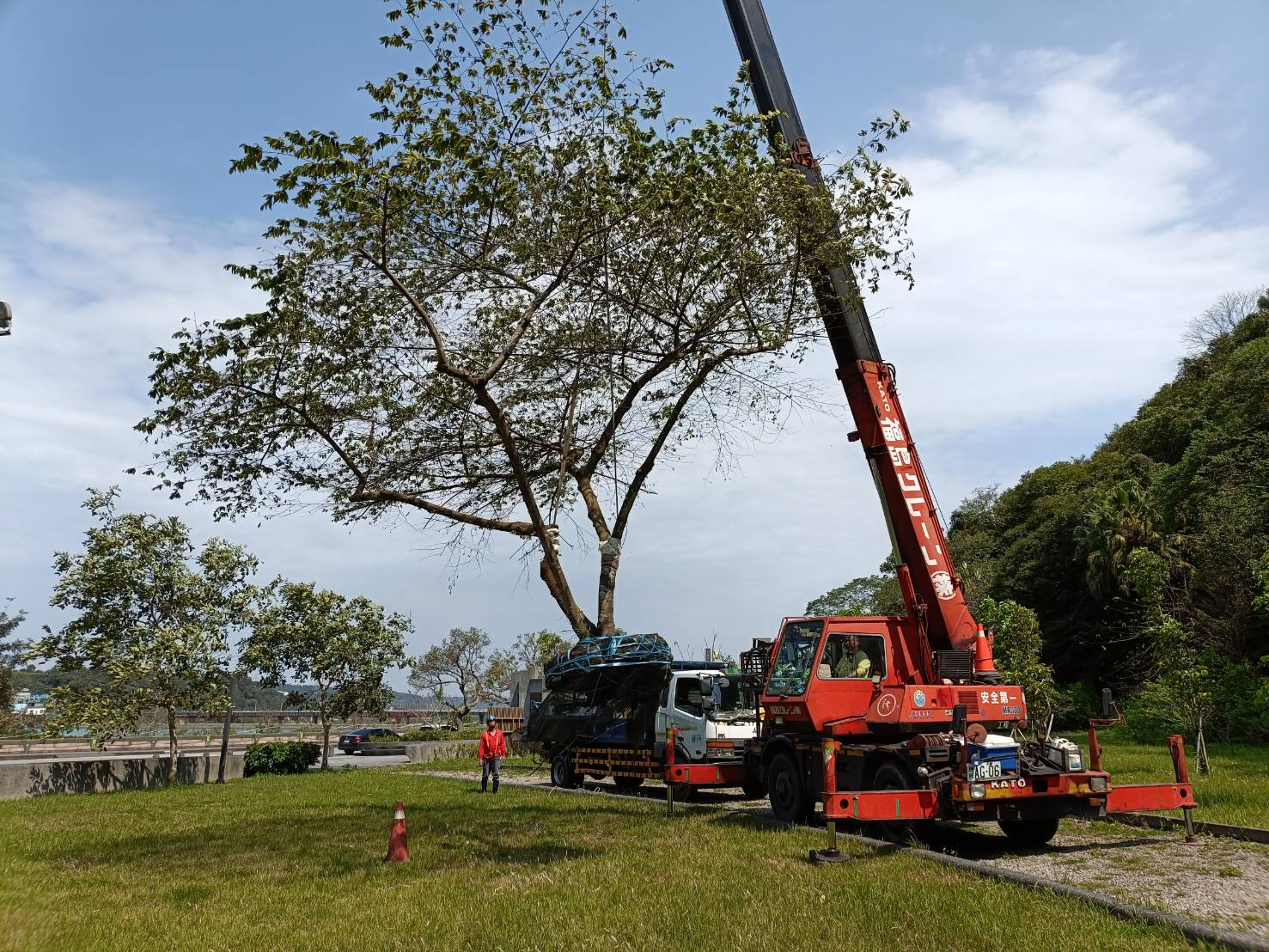 樹木移植施工紀錄