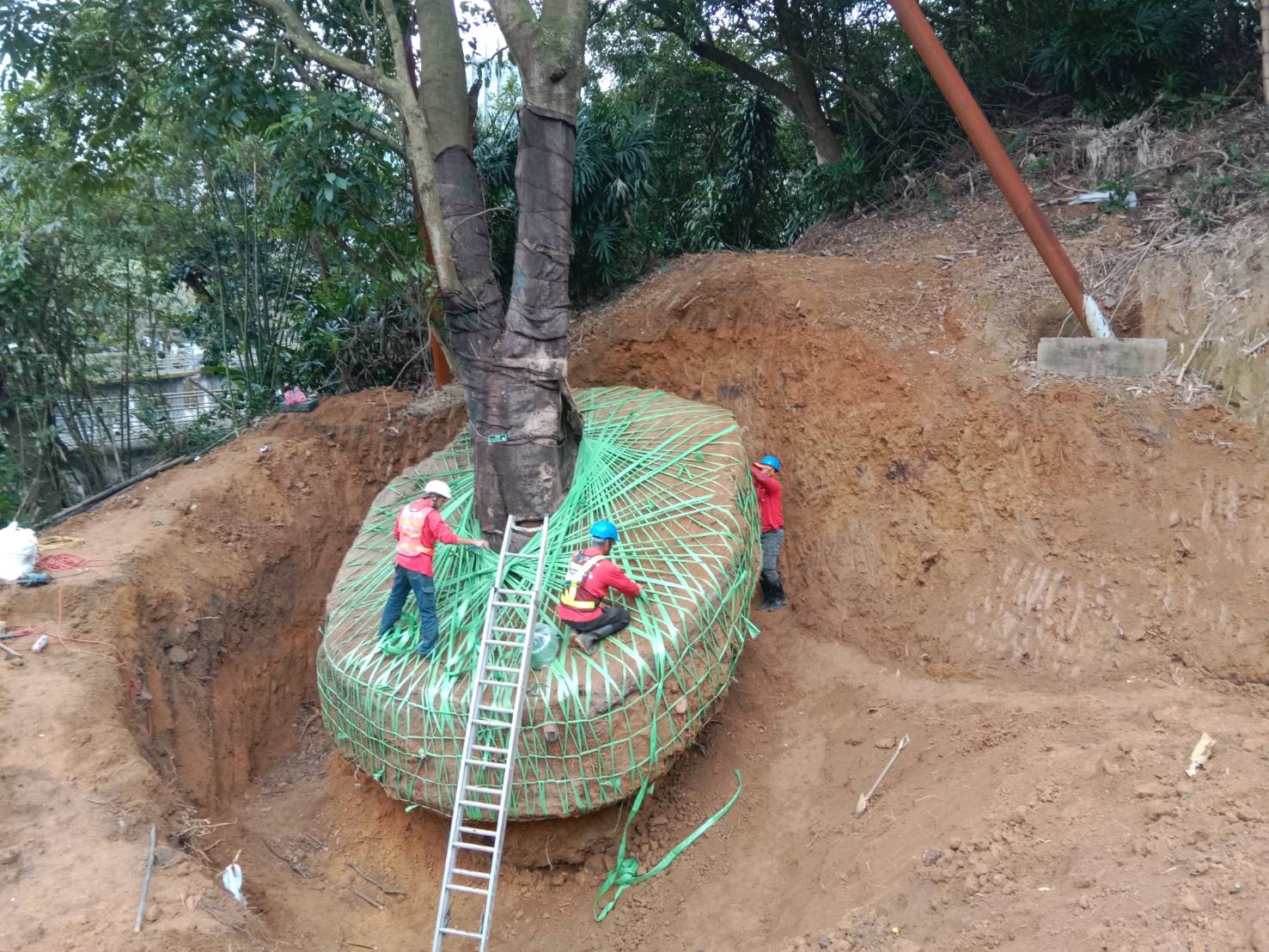樹木移植與現地吊運作業