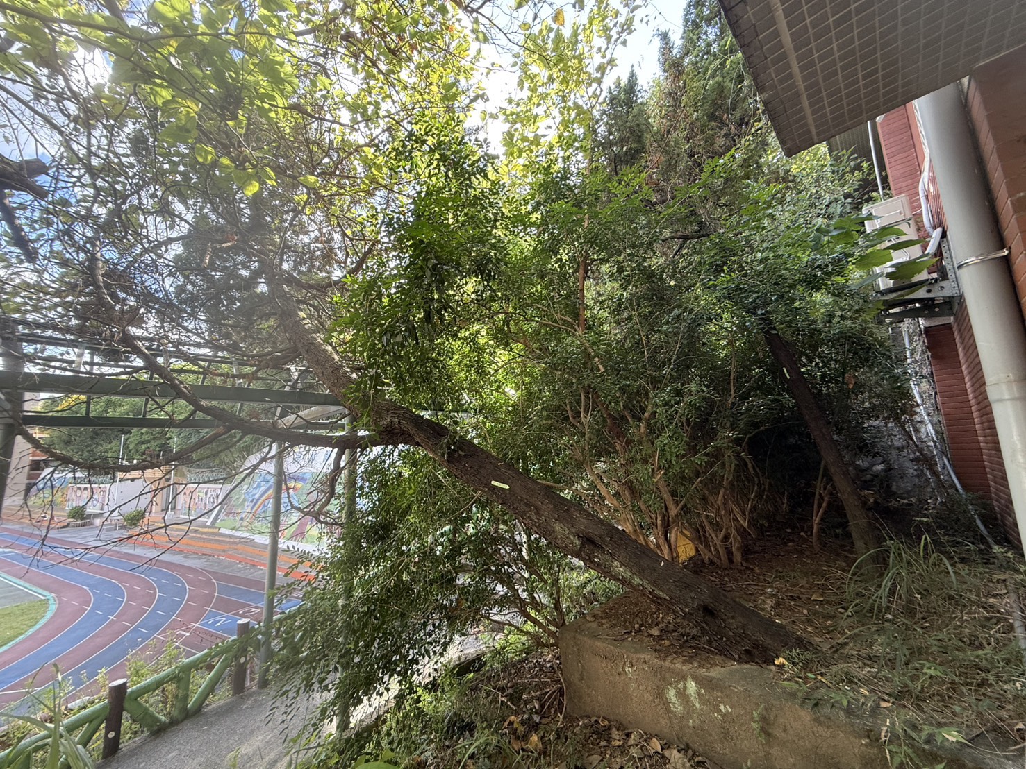 樹木修剪與安全管理現場照片