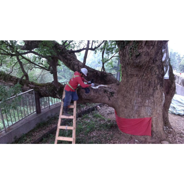 南投縣政府樹木外科