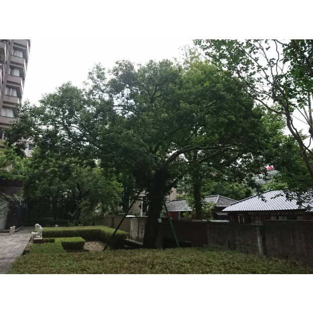 麗水松園朴樹外科手術