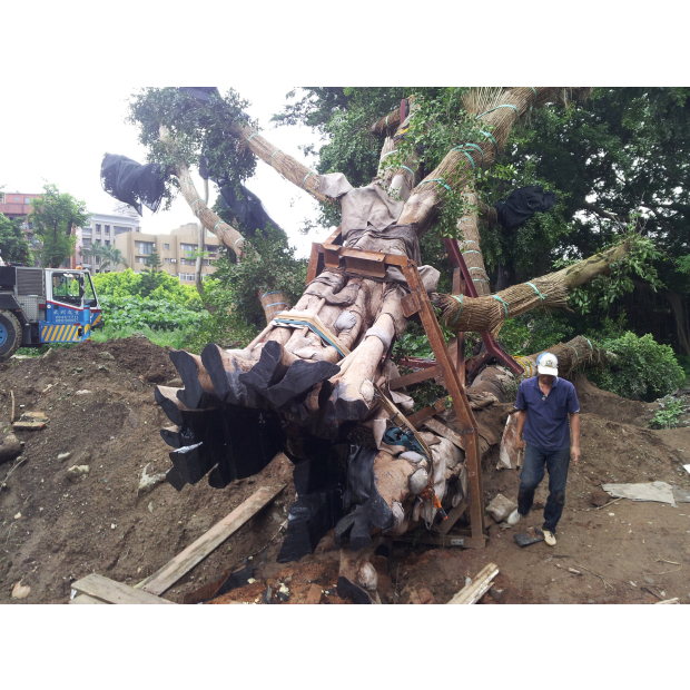 受保護榕樹褐根病褐根病防治、外科及移植