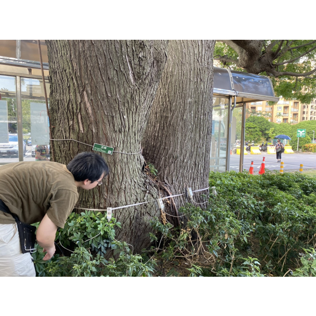 振興醫院樹木健診與風險評估應力波