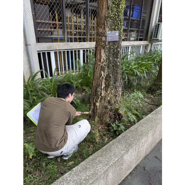 台北市光復國小樹木風險評估