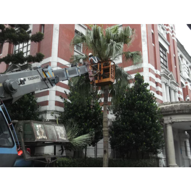 總統府樹木修剪