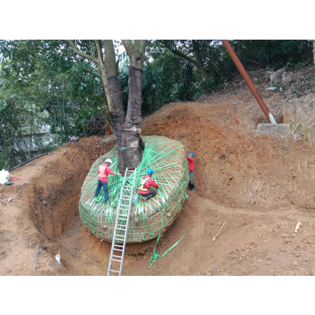 臺北市政府公燈處受保護樹木移植