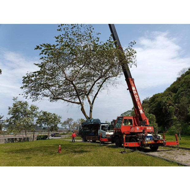 02水利署假櫻桃移植 _1_.jpg