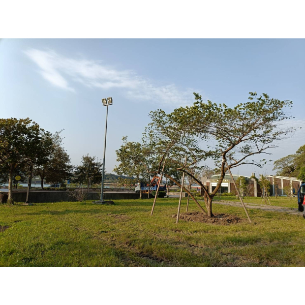 水利署假櫻桃移植