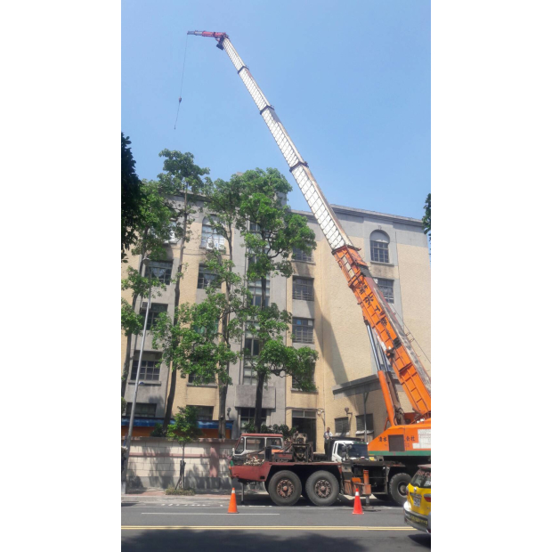 北一女露兜樹移植