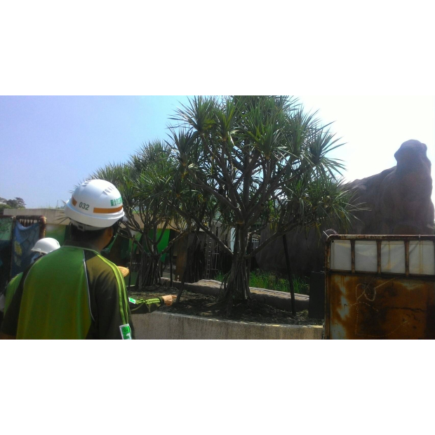 北一女露兜樹移植