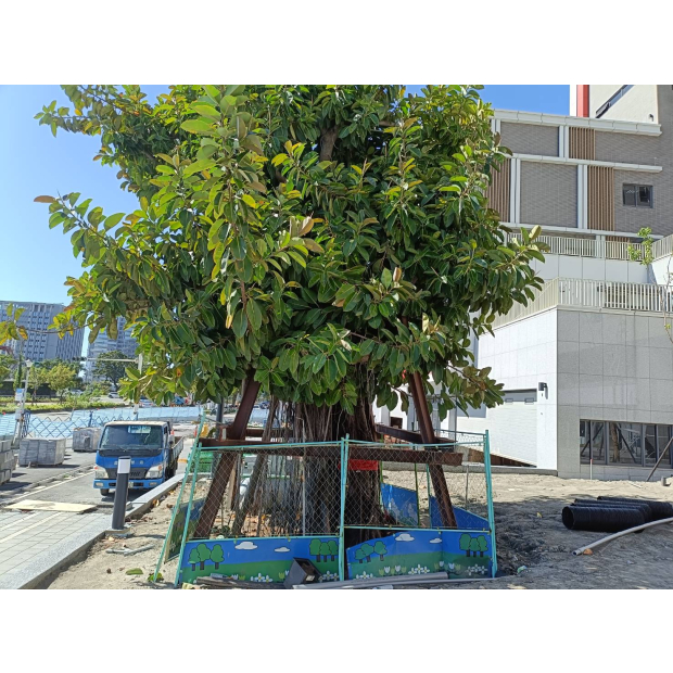 受保護印度橡膠樹移植