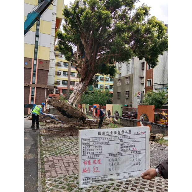 浩然敬老院樹木移植