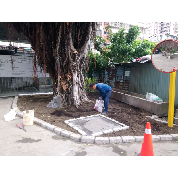 新北市藝文中心珍貴樹木排水改善