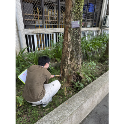 台北市光復國小樹木風險評估