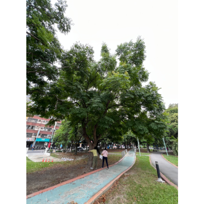 新北市體育局_泰山園區_樹木健檢