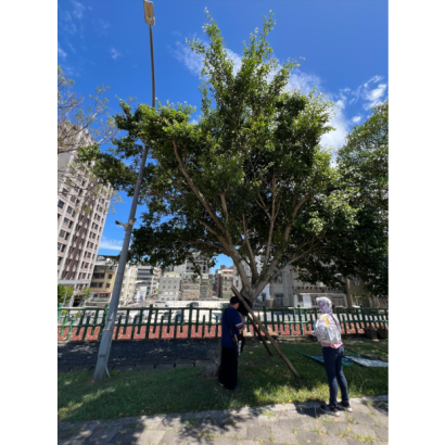 新北市體育局_泰山園區_樹木健檢